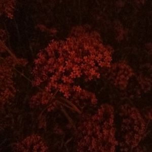 乱人妻人伦中文字幕
